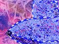 PSYCHEDELIC SPARROW | Original Sparrow Painting | 8x10 in